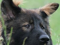 Ginuk vom Grossen Ex  Bes.: Dirk Schulze