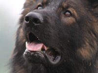 Ginuk vom Grossen Ex  Bes.: Dirk Schulze : Ginuk