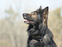 Iron von den Wolfsgruben