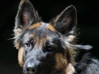 Laska  Bes.: Bettina Göldi