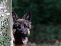 Laska  Bes.: Bettina Göldi