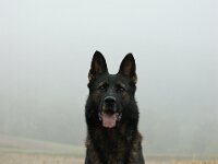 Major von der Friesenklippe  Bes.: Ernst Trapp