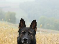 Major von der Friesenklippe  Bes.: Ernst Trapp