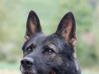 Major  Bes.: Ernst Trapp