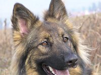 Zaphira von den Wolfsgruben