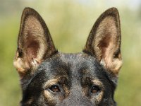 Zabo vom Blauen Stein  Bes.: Ernst Trapp