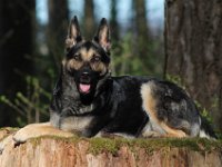 Jamira  Bes.: Jacqueline Kellenberger