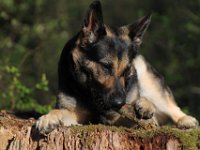 Jamira  Bes.: Jacqueline Kellenberger