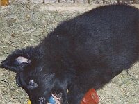 Alessa  Alessa 7 Wochen