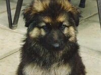Balko, BH, FH, 18.6.1995 - 12.12.2008