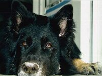 015 so langsam werden auch wir grau