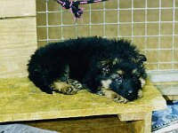 Lenny BH1, SchH2, WAH3, LawH C, 7.12.1998 - 29.6.2011