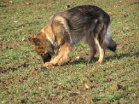 Hunde 11 12 0 001