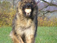 Hunde 6 11 05 012