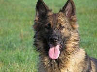 Hunde 6 11 05 015