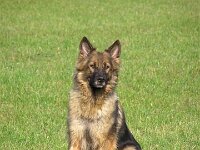 Hunde 6 11 05 072
