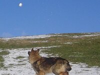 Winterspaziergaenge 04 001