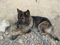 Chinook IMG 4106 (1)