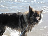 Chinook IMG 4106 (7)