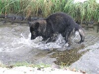 Siro Eiswasser 1