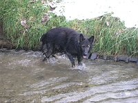 Siro Eiswasser 2