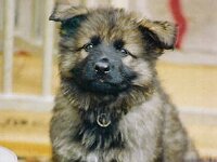 Rascal AD, BH, IPO3, 17.6.2002 - 6.7.2010 