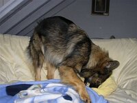 Valeska