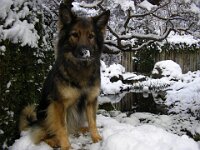 Valeska : Hundis_schnee