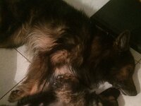 2014.11.20 Shiva und Viper