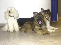 Viper und Jago und Timi Juli 03 1 05