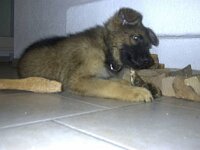 Viper Juli 03 1 01