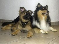 Viper und Jago Juli 03 03