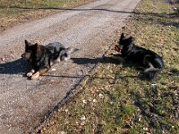 Aran und Hero  Bes.: Theresia Nobs - Moser : Hunde