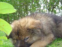 Anouk