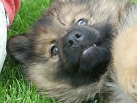 Anouk