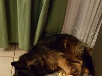 Chewy und sein Entchen