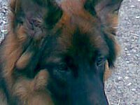 Cymba