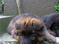Cymba