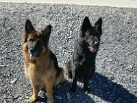 Cymva und Elvis