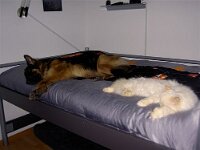 Cymba