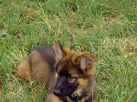 Cymba