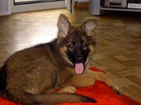 Cymba