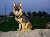 Cymba