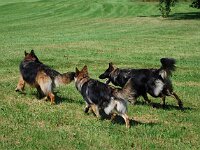 Cymba : Spaziergang mit Bruder von Arkas am 23.8.09
