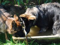 Cymba : Spaziergang mit Bruder von Arkas am 23.8.09