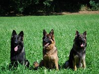 Cymba : Spaziergang mit Bruder von Arkas am 23.8.09