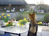 Cymba