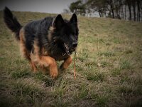 Anuk