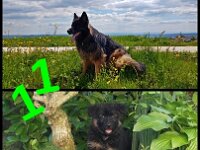Anuk