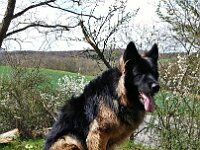 Anuk